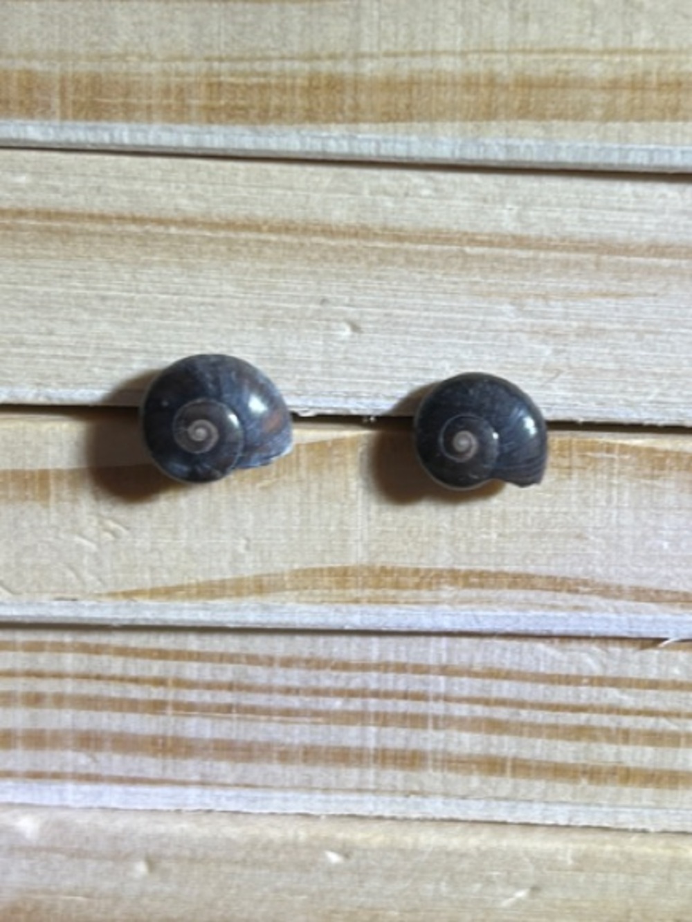 3/$25 Natural Spiral Seashell Stud Earrings